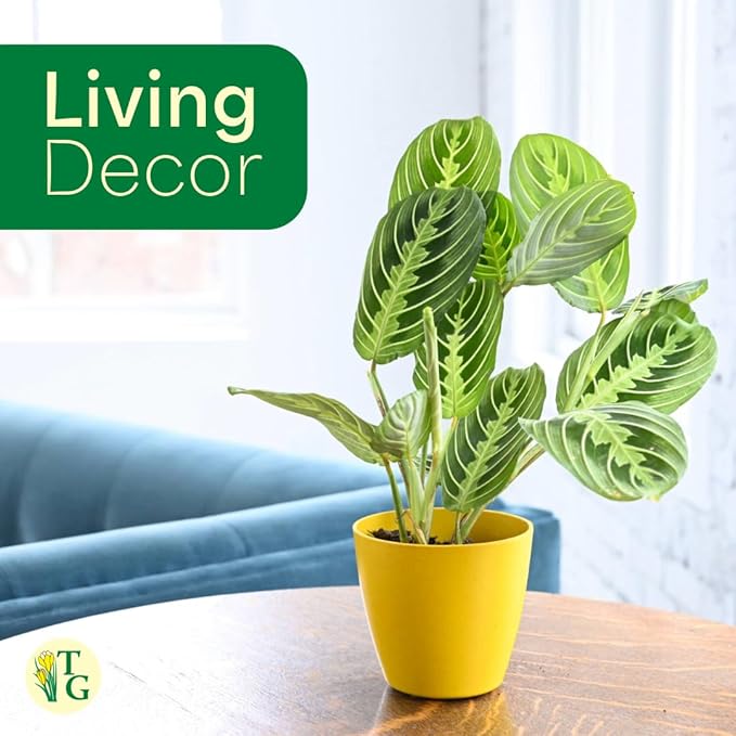 Thorsen's Greenhouse Lemon Lime Prayer Plant, Live Indoor Plant, Pet Friendly, Attractive Houseplant, Lemon Maranta, Easy to Grow, 4" Diameter Pot (Brushed Silver)