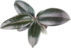 Burgundy Rubber Plant (4" Grower Pot) - Air Purifying and Live Healthy Houseplant - Easy to Grow, Easy to Care Indoor Houseplant