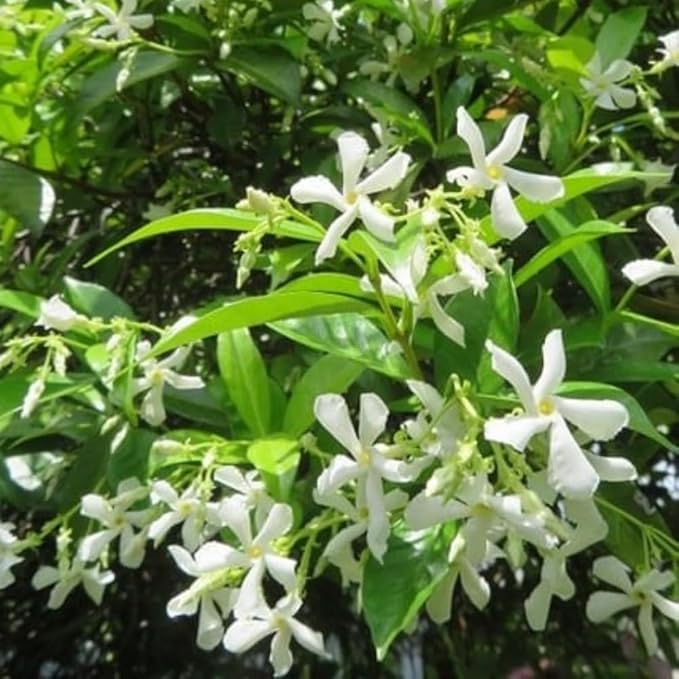 2 Jasmine Plants Live, Climbing Jasmine Flower Plant, Zone 4 to 11, 5 to 7 Inc in Height (Star)