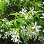 2 Jasmine Plants Live, Climbing Jasmine Flower Plant, Zone 4 to 11, 5 to 7 Inc in Height (Star)