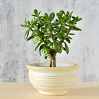 Jade Plant Live, Crassula Ovata in 2 Inch Pot, Air-Purifying, Low Maintenance, Perfect for Home and Office Décor, Easy Care Starter Plants