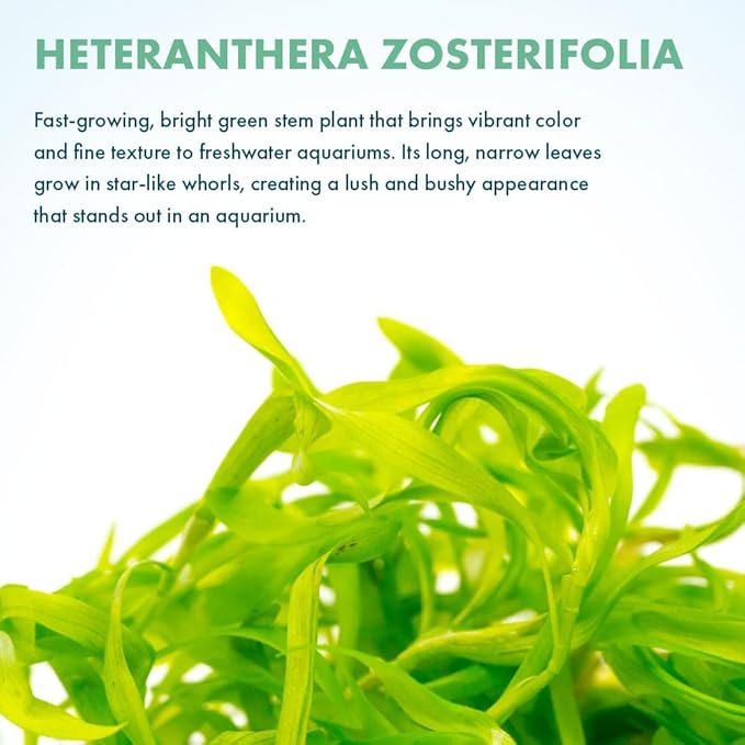 SubstrateSource Live Plant - Heteranthera zosterifolia - Midground to Background Stem with Fast Growth, Snail-Free in Vitro Aquarium Plant - Tissue Culture