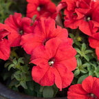 Live Petunia Flowers (4 Pack), Red Flowering Plants for Spring Gardening, Easy Plant Care, Garden Annuals, Red Petunias Multipack, Sun Loving Outdoor Annual
