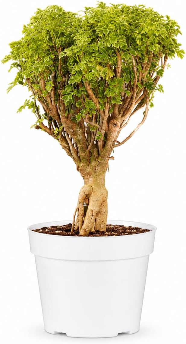 Ming Aralia Gold Bonsai Tree Live Plant - Plants Live Houseplants - Ming Aralia Stump Plant Gift, Elegant Bonsai for Indoor Spaces, Live Bonsai Plant Decor