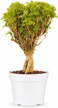 Ming Aralia Gold Bonsai Tree Live Plant - Plants Live Houseplants - Ming Aralia Stump Plant Gift, Elegant Bonsai for Indoor Spaces, Live Bonsai Plant Decor