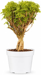 Ming Aralia Gold Bonsai Tree Live Plant - Plants Live Houseplants - Ming Aralia Stump Plant Gift, Elegant Bonsai for Indoor Spaces, Live Bonsai Plant Decor
