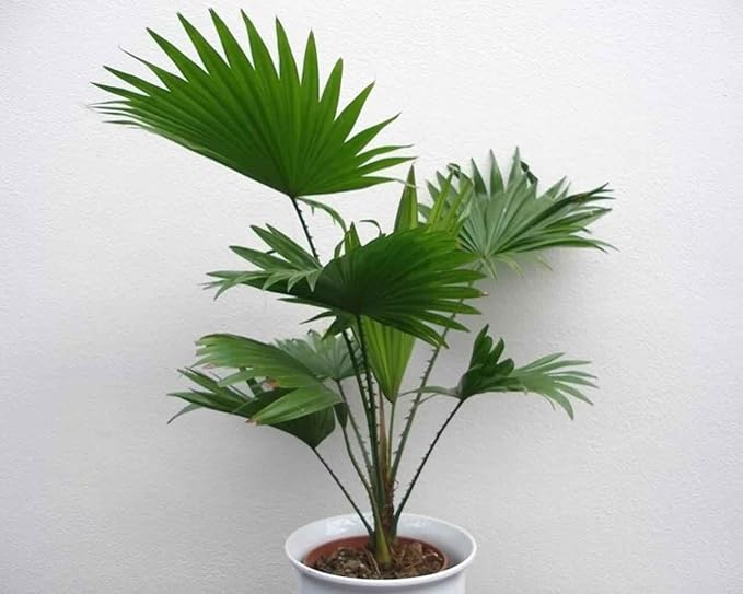 Seeds Chinese Fan Palm Livistona - Growing Indoor - Perennial Tree for Planting