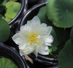 20 Lotus Seeds for Planting in Water – Precut Mixed Color Lotus Flower Seeds – Water Lily Plant for Indoor Bonsai Bowl, Outdoor Ponds & Water Gardens
