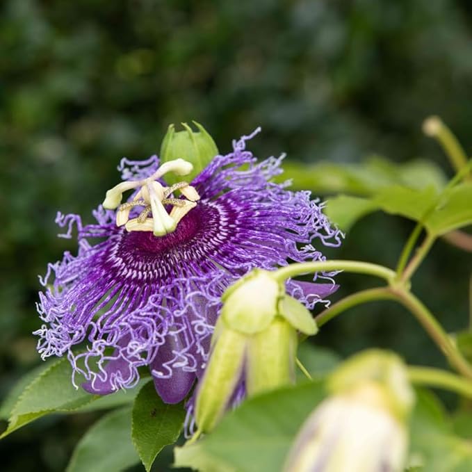 Deep Purple Passion Flower Plant Live, Passiflora Flowering Vine, Trailing Passion Flowers 4 to 8 Inch Tall