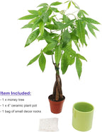 Athena's Garden Money Tree Plant Indoor Live Plant Pachira Money Tree with Ceramic Planter 18 Inches Tall, Green Pot - White Rocks, Medium