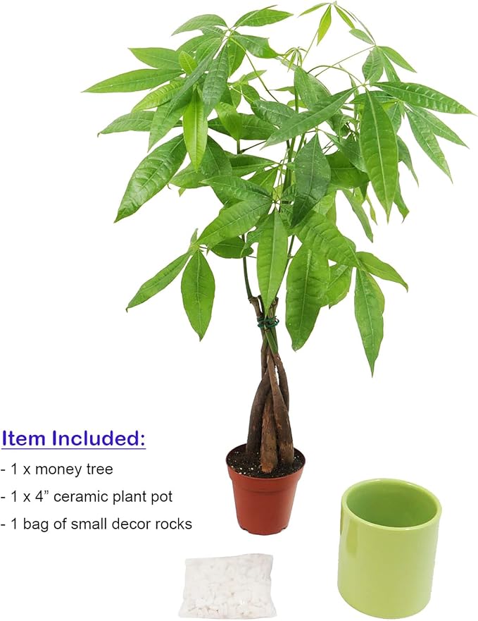 Athena's Garden Money Tree Plant Indoor Live Plant Pachira Money Tree with Ceramic Planter 18 Inches Tall, Green Pot - White Rocks, Medium