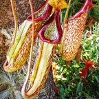 Pitcher Plant Live - Nepenthes Carnivorous Plants Live - Exotic - Easy to Grow, Air Purifying, Indoor House Plants Flowers for Home, Office, Wedding Decor & Birthday Gift (Heat Pack Included)