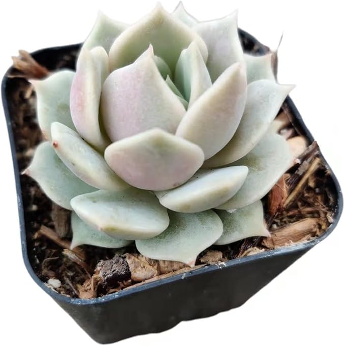 Live Succulent Cactus Plants from USKC (2" Pot) (Echeveria Lola)