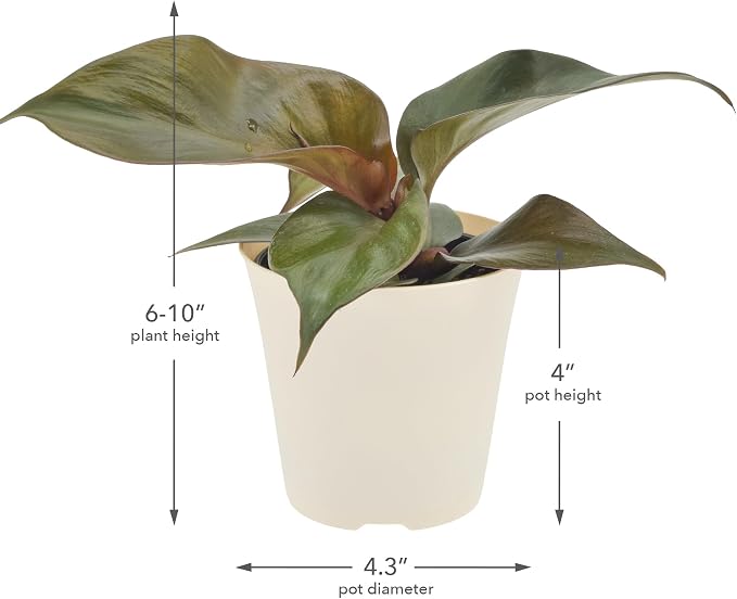 Arcadia Garden Products Live Red Heart Philodendron Rare Indoor Houseplant in Plastic Pot, Tropical Plant Collector Gift for Home and Garden Decor, 4-inch, Beige