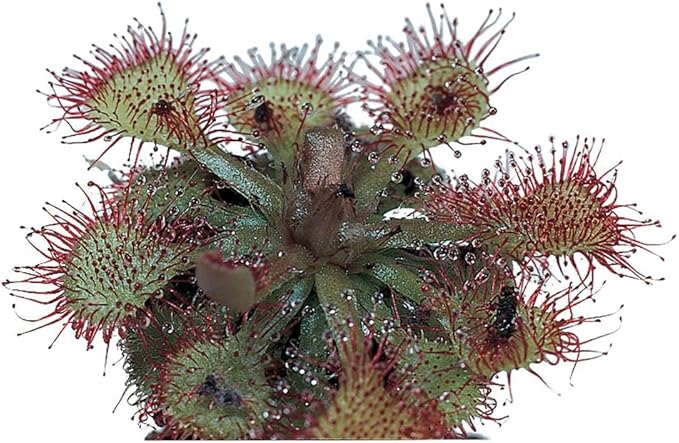 Sundew (Drosera), Living Plant, Good for Acid-Bog Terraria