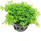 Greenpro Dwarf Baby Tears Hemianthus Callitrichoides Cuba Potted Java Moss Live Aquatic Plants for Aquarium Freshwater Fish Tank