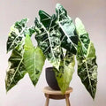2 Frydek Alocasia Plants Live Houseplant for Indoor Outdoor Growing, 4 to 8 Inches Tall, Rare and Hardy