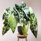 2 Frydek Alocasia Plants Live Houseplant for Indoor Outdoor Growing, 4 to 8 Inches Tall, Rare and Hardy