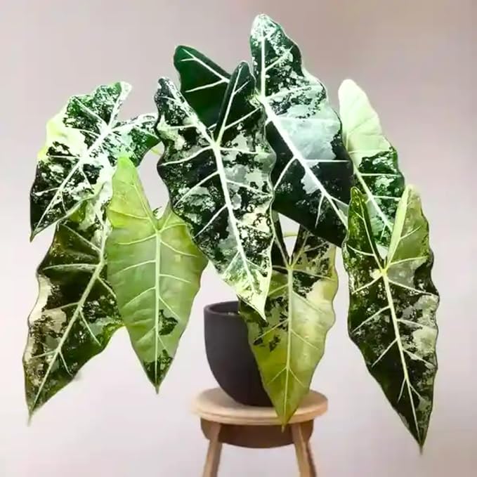 2 Frydek Alocasia Plants Live Houseplant for Indoor Outdoor Growing, 4 to 8 Inches Tall, Rare and Hardy
