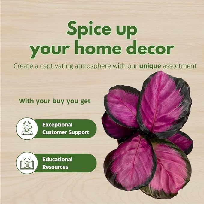 BubbleBlooms Calathea Rosie, in 4 inch Pot, Pink Picturata, Hot Pink Roseopicta, Rosey Pink Star, Rosy Prayer Plant
