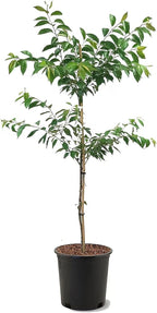 Accolade Cherry Blossom Tree, Elegant Blooms, 7 gal. Nursery Pot, 4–5 ft Tree Height (Due to Agricultural Laws, we Cannot Ship to CA, AZ, AK, or HI)