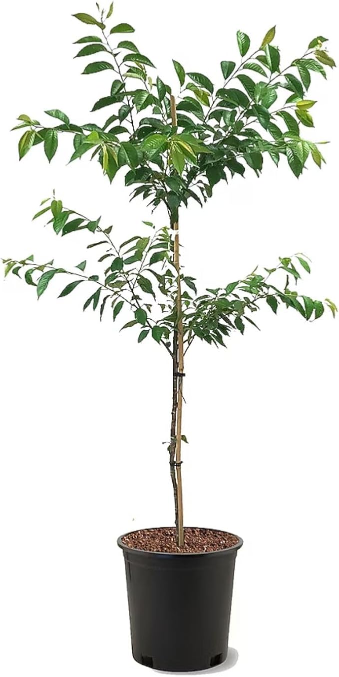 Accolade Cherry Blossom Tree, Elegant Blooms, 7 gal. Nursery Pot, 4–5 ft Tree Height (Due to Agricultural Laws, we Cannot Ship to CA, AZ, AK, or HI)