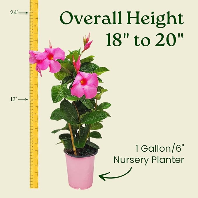 Pink Mandevilla Plant with Trellis - Live Flowering Plant - Tropical Plants of Florida - 18" to 20" Overall Height, 18" Hoop - 1 Gallon (Plant Only)