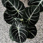 2 Black Velvet Alocasia Plants Live Houseplant for Indoor Outdoor Growing, 4 to 8 Inches Tall, Rare and Hardy