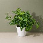 Monstera Adansonii Live Plant, Swiss Cheese Vine, Trailing Indoor Plant, Hanging Plant, Easy Care Houseplant, Indoor Plants Live Houseplants, Low Maintenance Monstera Plant