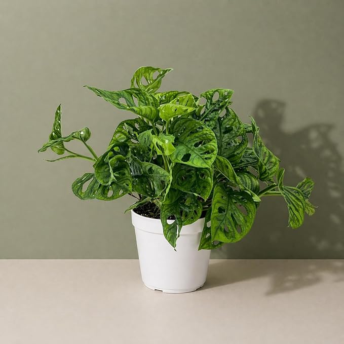 Monstera Adansonii Live Plant, Swiss Cheese Vine, Trailing Indoor Plant, Hanging Plant, Easy Care Houseplant, Indoor Plants Live Houseplants, Low Maintenance Monstera Plant