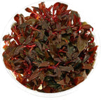 Tissue Culture Live Aquarium Plants | in Vitro Freshwater Aquatic Plants for Small Aquariums and Foreground (Alternanthera Reineckii)