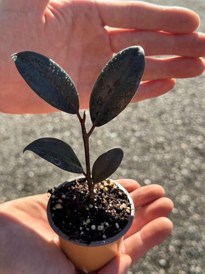 PLANTVERS Ficus Elastica Burgundy Rubber Tree Plant, Live Indoor Houseplant with Dark Glossy Foliage, 2 Inch Grow Pot, Air Purifying, Easy Care