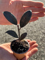 PLANTVERS Ficus Elastica Burgundy Rubber Tree Plant, Live Indoor Houseplant with Dark Glossy Foliage, 2 Inch Grow Pot, Air Purifying, Easy Care