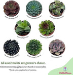 BubbleBlooms Teacup Succulent Assortment, 10 Different Plants, in 1 inch pots with Saucers
