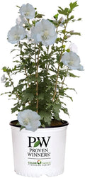 Proven Winners 5 Gal. White Pillar Rose of Sharon (Hibiscus) Shrub