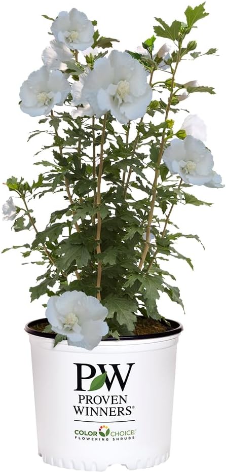 Proven Winners 5 Gal. White Pillar Rose of Sharon (Hibiscus) Shrub