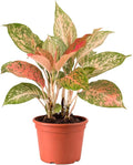 Chinese Evergreen 'Lady Valentine' (6 inch) - Air-Purifying Houseplants - 4/6 inch Unique Live Decorative Houseplants - Low-Maintenance Indoor Plants, House Warming Gift, Natural Air Purifier