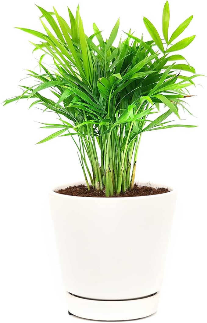 Neanthe Bella Palm (6" Grower Pot) - Air Purifying and Live Healthy Houseplant - Easy to Grow, Easy to Care Indoor Houseplant for Home and Office Decor