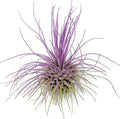 Thin Colored Air Plant, Live Tillandsia House Plant, Easy Care Indoor Outdoor, Great Gift, Healthy Arrival Guaranteed, (Lavender)