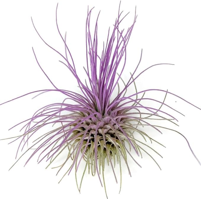 Thin Colored Air Plant, Live Tillandsia House Plant, Easy Care Indoor Outdoor, Great Gift, Healthy Arrival Guaranteed, (Lavender)