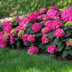 Brighter Blooms - Endless Summer Summer Crush Hydrangea, 2 Gallon - No Shipping to AZ