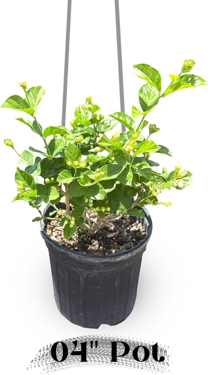Live Jade Sambac Plant in 6" Pot - Rare Fragrant Jasmine Variety, Easy Care Tropical Houseplant for Home Decor, Gardens, and Unique Gifts (Heat Pack Included)