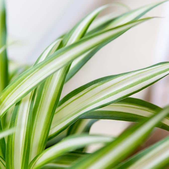Perfect Plants Spider Plant in 6in. Grower's Pot Pot | Live Houseplant for Indoor Growing | Easy to Care for & Keep Alive | Beautiful Green & White Variegated Leaves