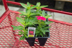 VINCA Flowers Mixed Colors, Live Plants, 4 Pack