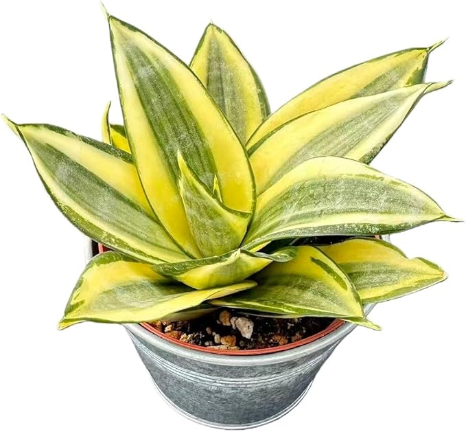 Sprout N Green Sansevieria 'Golden Hahnii' with Vintage Metal Pot, Live Snake Plant Fully Rooted in 4" Planter with Soil, Home Office Indoor Outdoor Wedding Decoration DIY Projects Party Favor