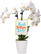Green Circle Growers 3" Petite White Orchid in Evi White Planter, Live Plant – Best Teacher Ever