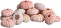 Nautical Crush Trading Sea Urchins Shells for Air Plants - 25 Pink (1-2") Sea Urchin Shells - Hanging Air Plant Holder - Air Plants Live Holders - No Plants Included