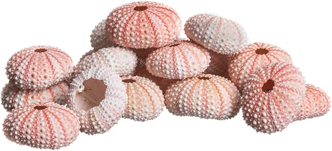 Nautical Crush Trading Sea Urchins Shells for Air Plants - 25 Pink (1-2") Sea Urchin Shells - Hanging Air Plant Holder - Air Plants Live Holders - No Plants Included
