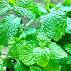 Sets 3 Spearmint Plants Live Fast Growing for Spring Planting, Fragrant Culinary Herb Mint for Indoor Outdoor Gardening, Cold Hardy