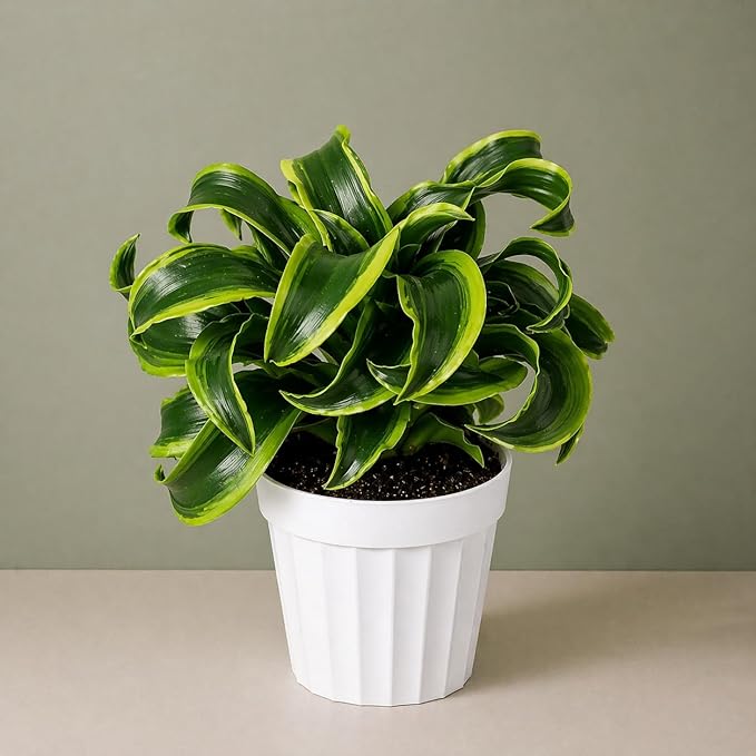 Dracaena Tornado Live Plant, Low Light Tolerant Dracaena Plant Live, Air Purifying Plants Live Houseplants, Beginner Friendly House Plants for All Indoors Spaces